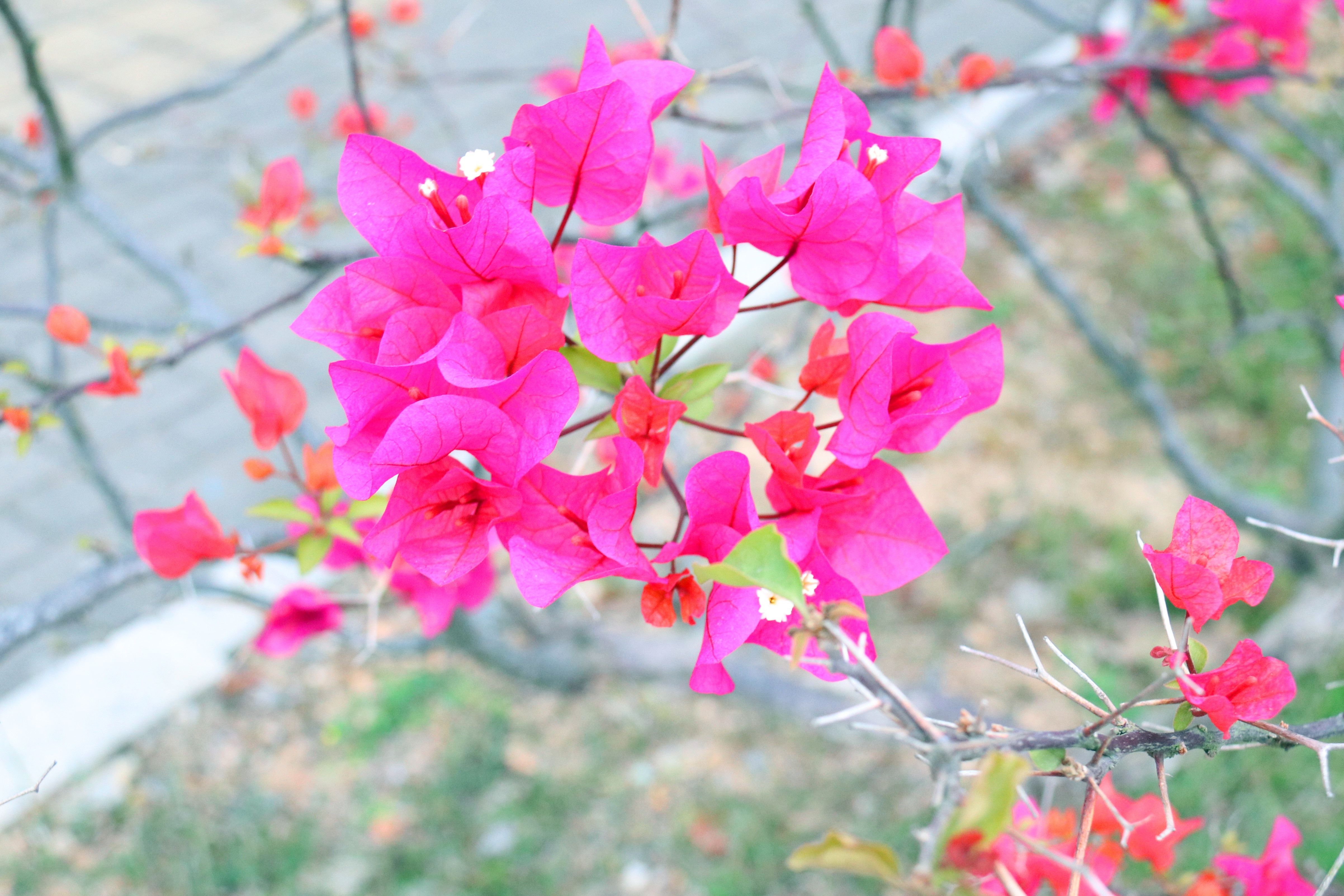 S36沙龙会 - 要玩就玩沙龙会